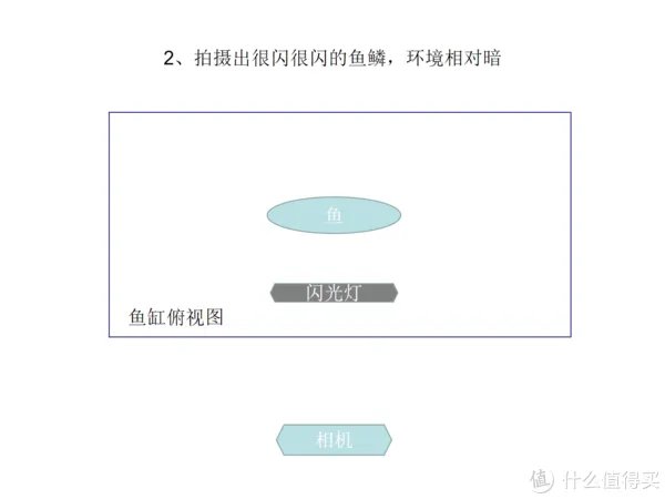 摄影新人经验分享---如何拍摄好那些漂亮的观赏鱼