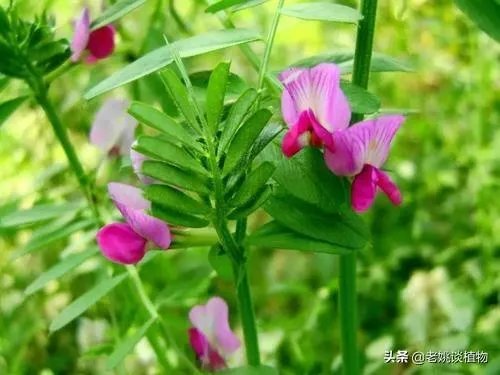 野豌豆到底有没有毒，能不能当菜吃，有吃过的朋友吗？怎么吃比较好？