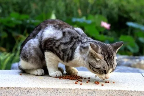 狗粮中的国产三大毒粮