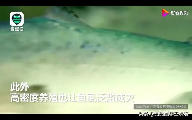 各地纷纷下架三文鱼，现在三文鱼还能吃吗？