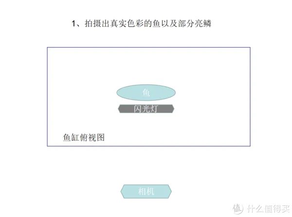 摄影新人经验分享---如何拍摄好那些漂亮的观赏鱼