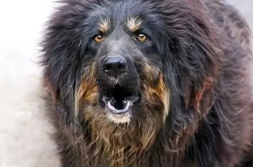 世界十大名犬排名图片