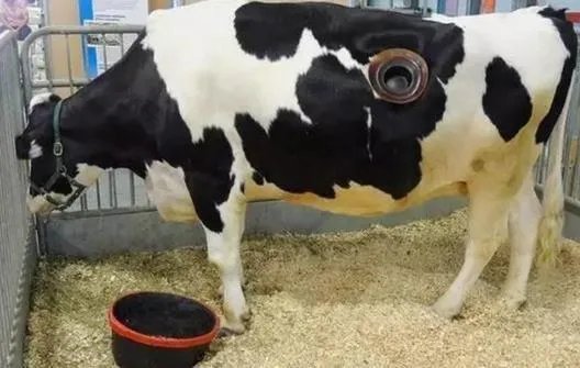 有的牛身体上为什么开个洞？