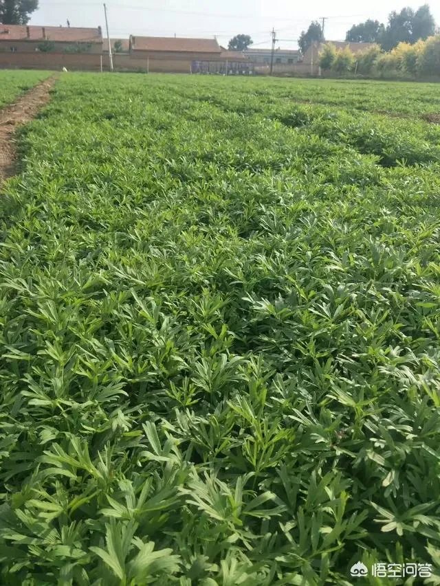 种药材真的能赚钱吗