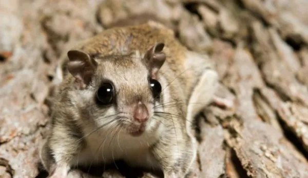 昼伏夜出的动物有哪些？