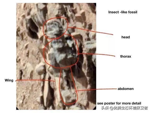昆虫学家声称在火星上有重大发现，其理由是否充分？