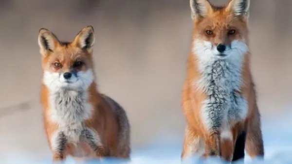 昼伏夜出的动物有哪些？