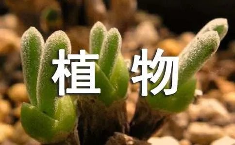 植物中叶片蛋白的提取