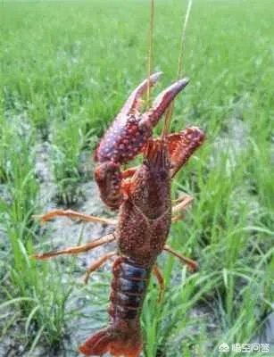 怎么养殖龙虾种苗?