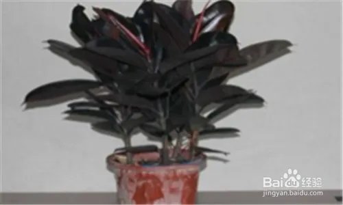 黑金刚的养殖方法