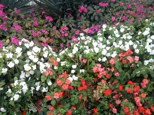 800MHz处理器 三星GPhone i5700抢先评