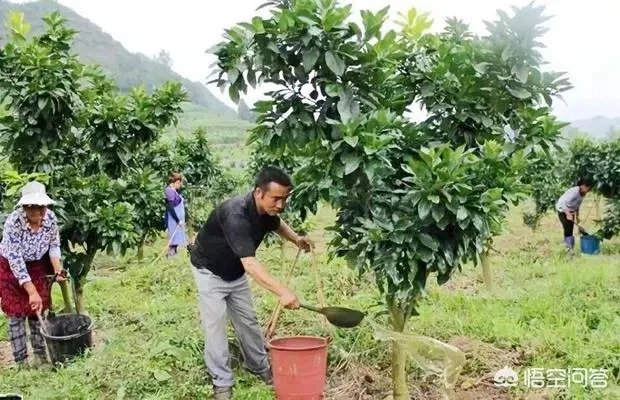 果树，需要叶面肥吗？