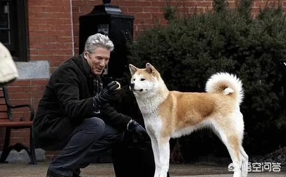 秋田犬价格为什么那么昂贵？