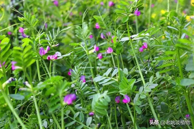 野豌豆到底有没有毒，能不能当菜吃，有吃过的朋友吗？怎么吃比较好？