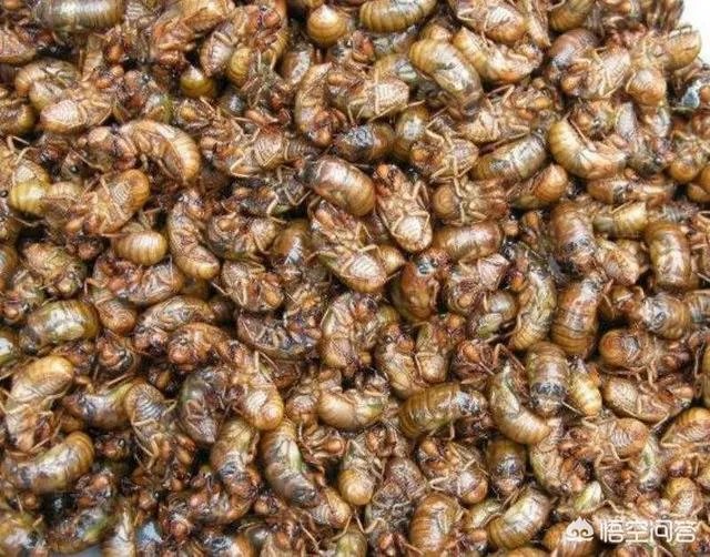 知了猴开始上市了，今年的知了猴价格怎么这么贵？不是有很多人工养殖知了猴的吗？