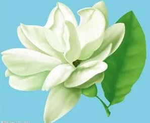 香水常识之基本香型