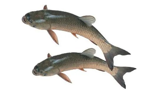 怪鱼流入长沙市场令人惶恐不安  永煮不烂的鱼就此诞生了