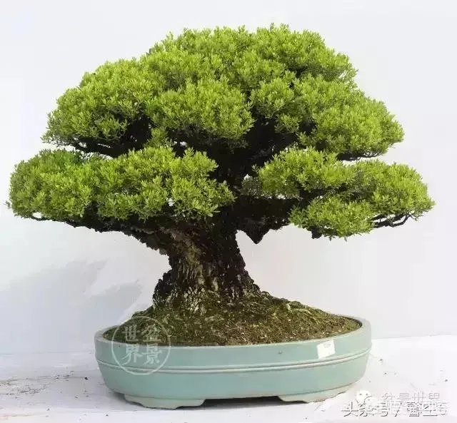 如何以“高炉长寿”为题,写一首藏头诗呢?