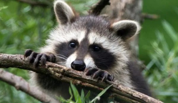 昼伏夜出的动物有哪些？