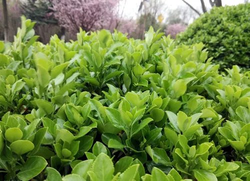 冬青树图片及资料  冬青树有什么药用价值