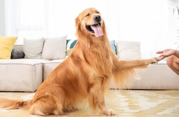 狗狗身上调节体温的汗腺分布在哪里 小狗调节体温的汗腺在身上哪个部位