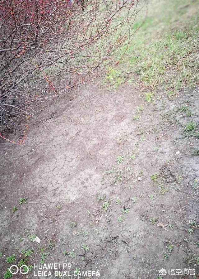 如何利用手机app让一张照片“起死回生”?