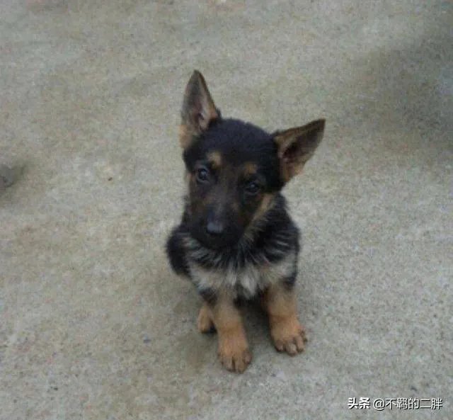 德牧为什么越来越少人养?