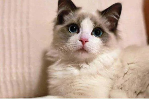 为什么十二生肖中没有猫