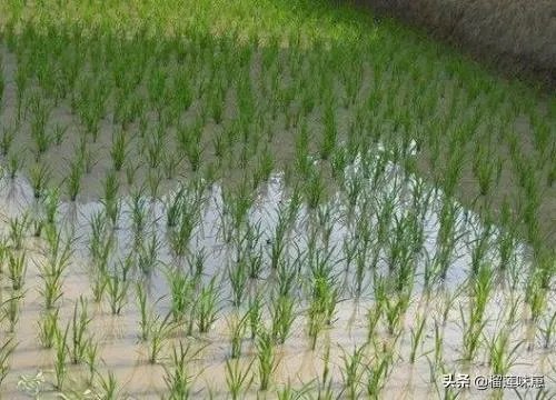 2017农村致富小项目排名,适合农村的致富小项目大全?