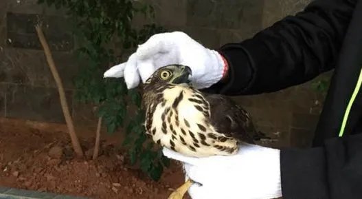 凤头鹰撞玻璃被救这到底是怎么回事？