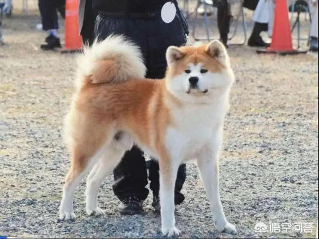 秋田犬价格为什么那么昂贵？