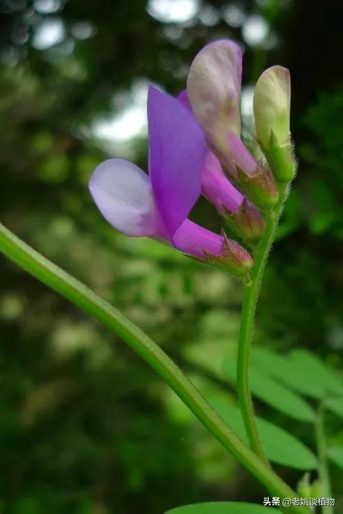 野豌豆到底有没有毒，能不能当菜吃，有吃过的朋友吗？怎么吃比较好？