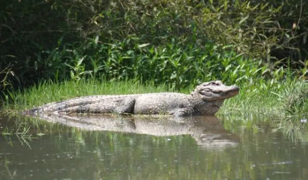 传说中蛟可化龙，那世界上真的有蛟这种生物吗？