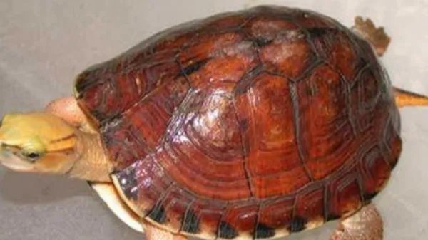 乌龟品种价格哪个最贵？