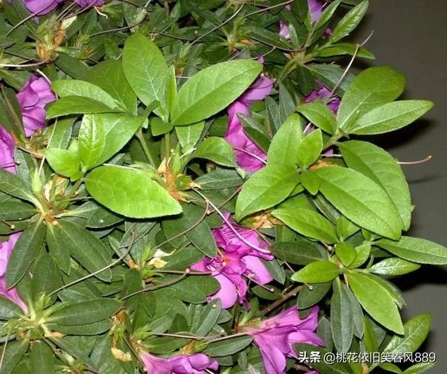 杜鹃是大叶还是小叶