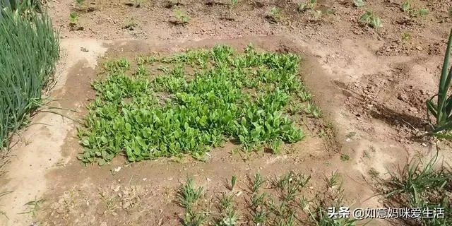 为什么头盔火了？