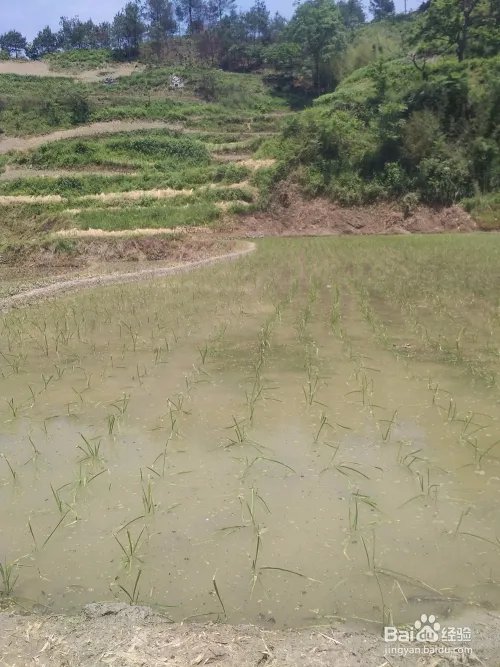 五格数理起名的运用