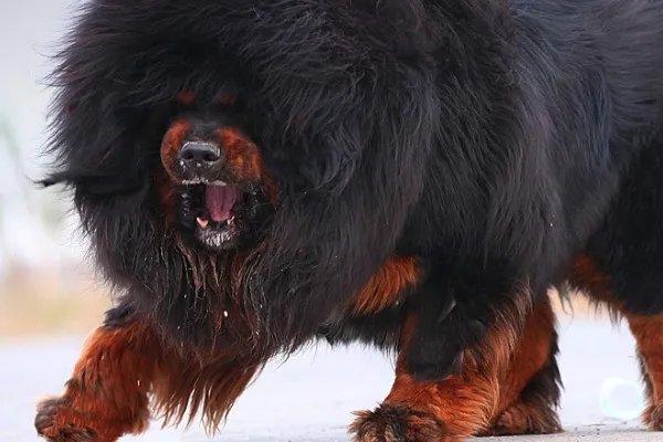 世界十大名犬排行榜 这些狗都很有名价格很高