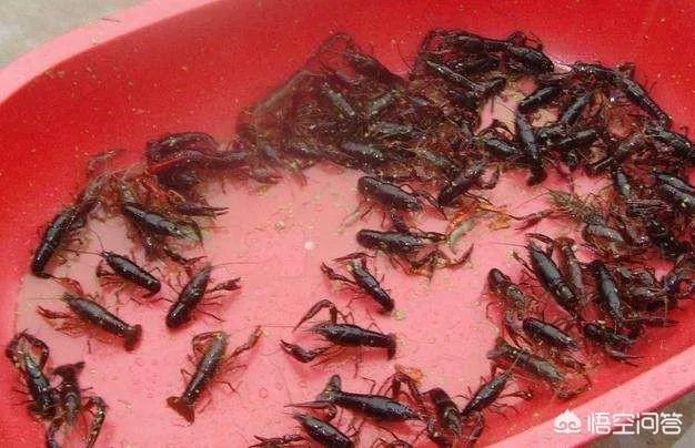 怎么养殖龙虾种苗?