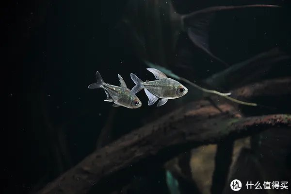 摄影新人经验分享---如何拍摄好那些漂亮的观赏鱼