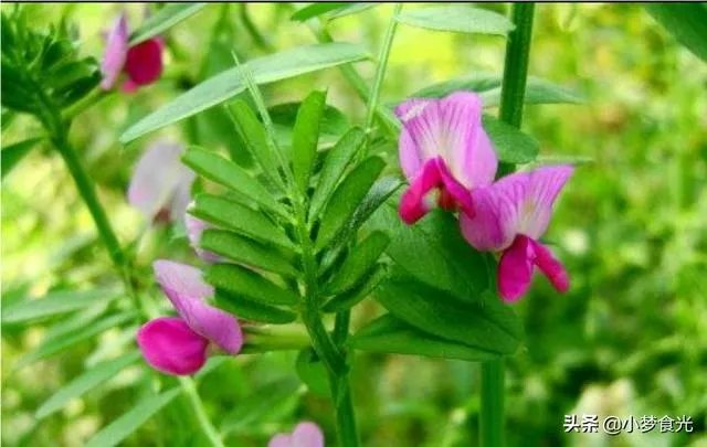 野豌豆到底有没有毒，能不能当菜吃，有吃过的朋友吗？怎么吃比较好？