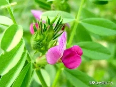 野豌豆到底有没有毒，能不能当菜吃，有吃过的朋友吗？怎么吃比较好？