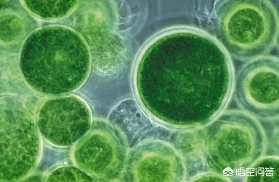 人类要真正移民火星要多久？