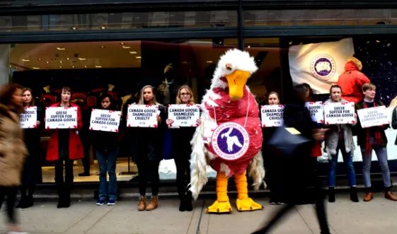 被批多年，奢侈品牌加拿大鹅将弃用毛皮，该公司为何突然醒悟了？