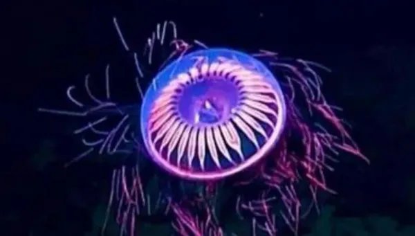 潜水员在深海发现烟花水母，这种水母为何会发光？
