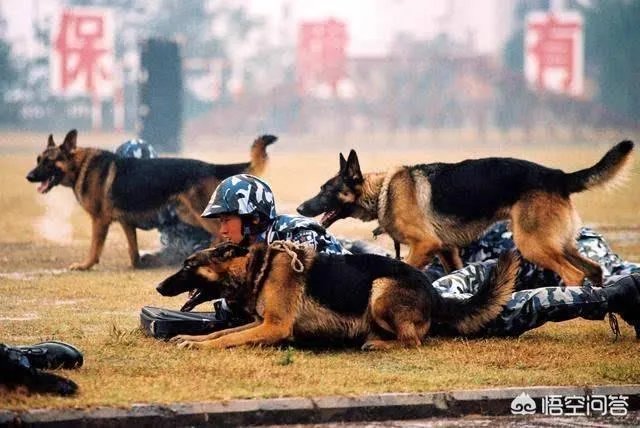 德牧为什么越来越少人养?