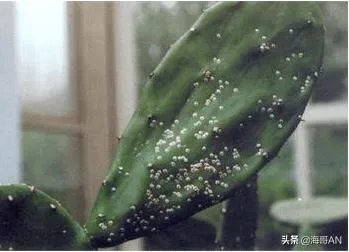 什么动物吃仙人掌不扎嘴？