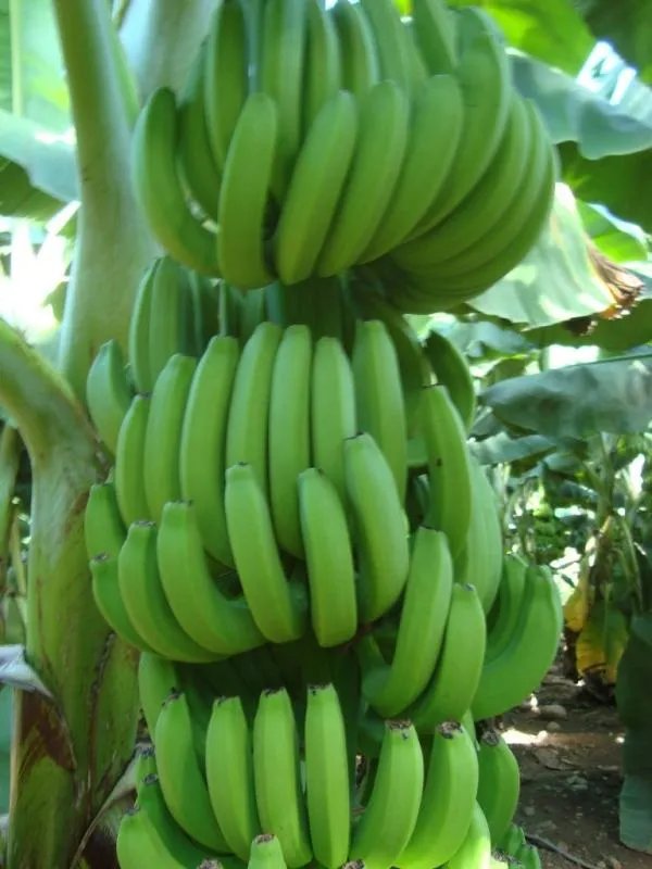 何处游客偷香蕉遭殴打?