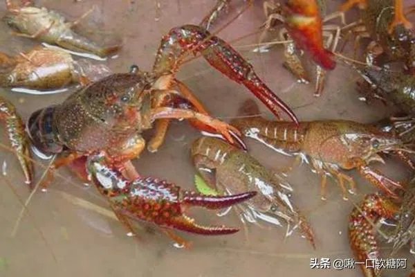 龙虾的养殖技术？