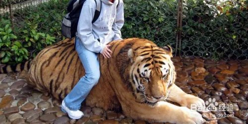 狮子老虎表演时冲出笼子该怎么自救